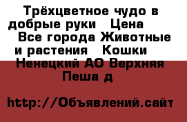 Трёхцветное чудо в добрые руки › Цена ­ 100 - Все города Животные и растения » Кошки   . Ненецкий АО,Верхняя Пеша д.